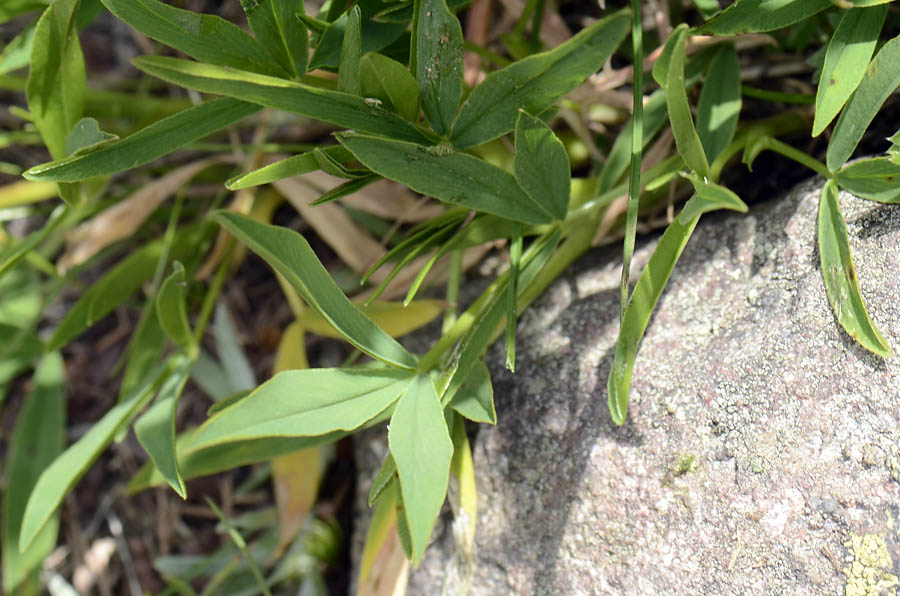 Trifolium alpinum / Trifoglio alpino